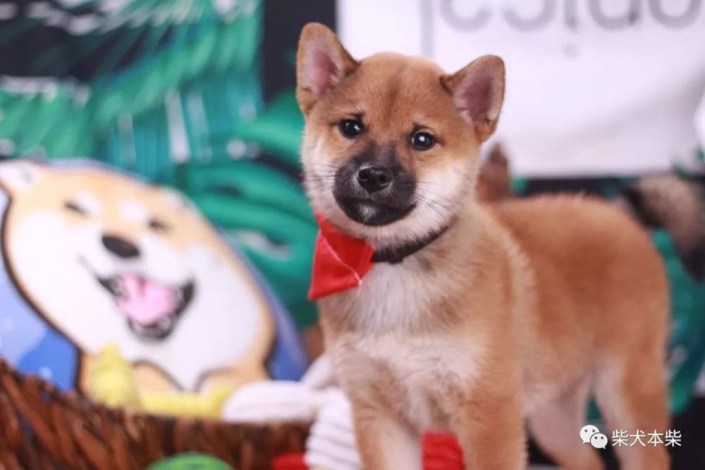 如何评估柴犬幼犬的性格 腾讯新闻