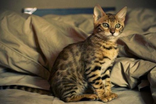 响亮的名字,江湖人称"行走的人民币"|猫咪|泰国曼尼猫|无毛猫|布偶猫