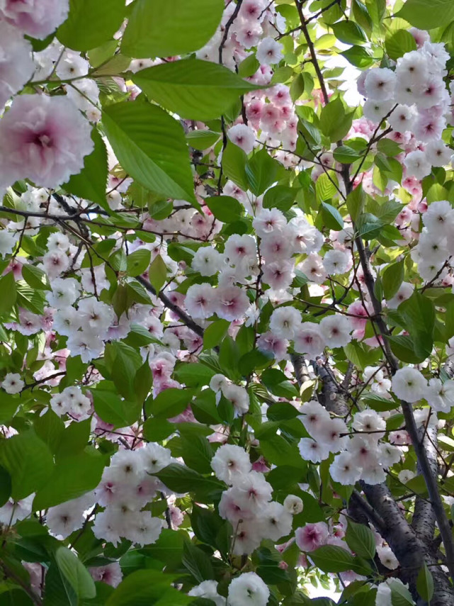 樱花红陌上,相思又一年.