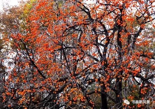 节气|寒露，柿子红了皮