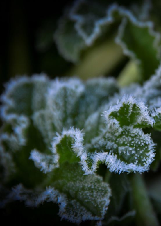 故草木不经霜雪则枝杆不固人不经忧患则德慧不成历经人生大起大落的苏