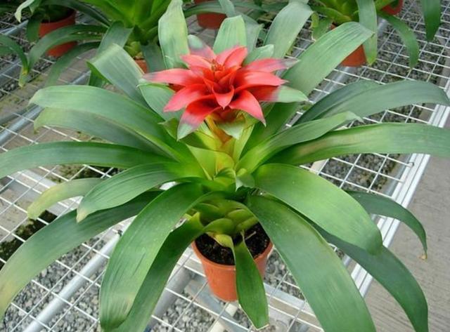 养花就选这4种 年宵花 秋冬开花不间断 春节照样花满枝头 腾讯新闻