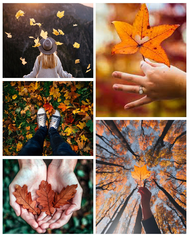 红叶有我不由天!十大秋季落叶创意拍摄方式,让您尽情玩转秋叶