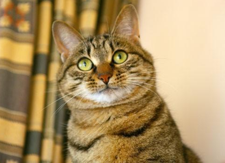 可盐可甜的中华大狸花猫那些你不知道的事国内不喜欢国外一猫难求