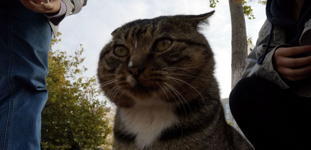 大学校园的流浪猫 腾讯新闻