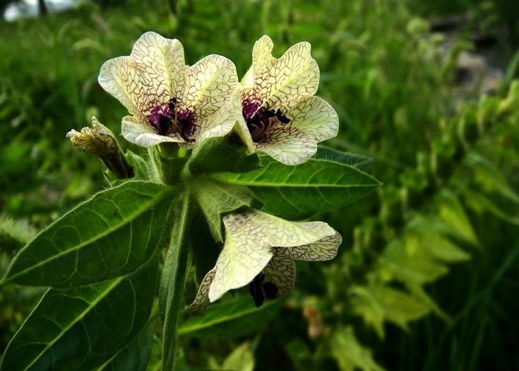 國家Ⅱ級瀕危珍稀植物青藏特產山莨菪的辨識