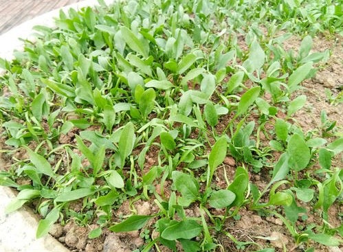 另外,菠菜的种植方法,也适合香菜,油菜,笋苔.