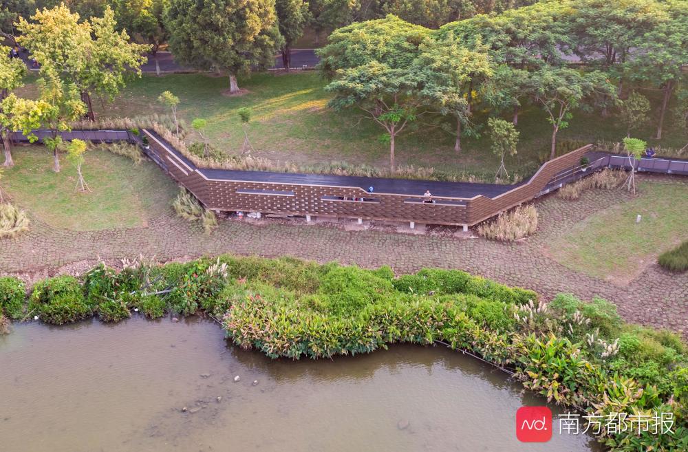 观鸟栈道配好望远镜,海珠湿地请你来赏鸟