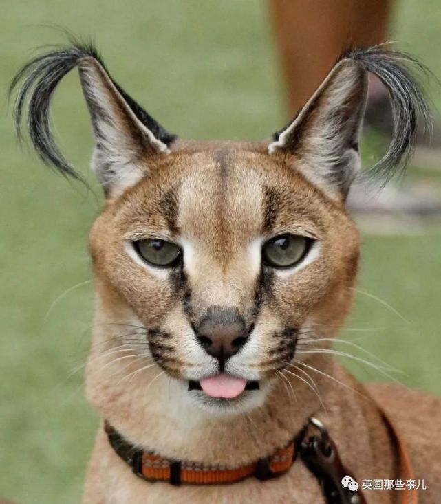 傲娇可爱双马尾,贪吃又挑食,强悍又温柔,狞猫的设定太可以了!