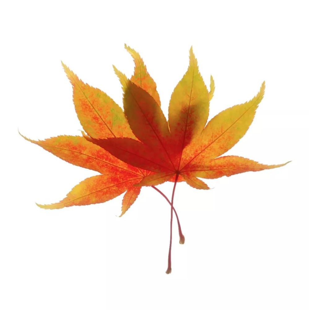 秋|听说，秋天是遗憾最多的季节