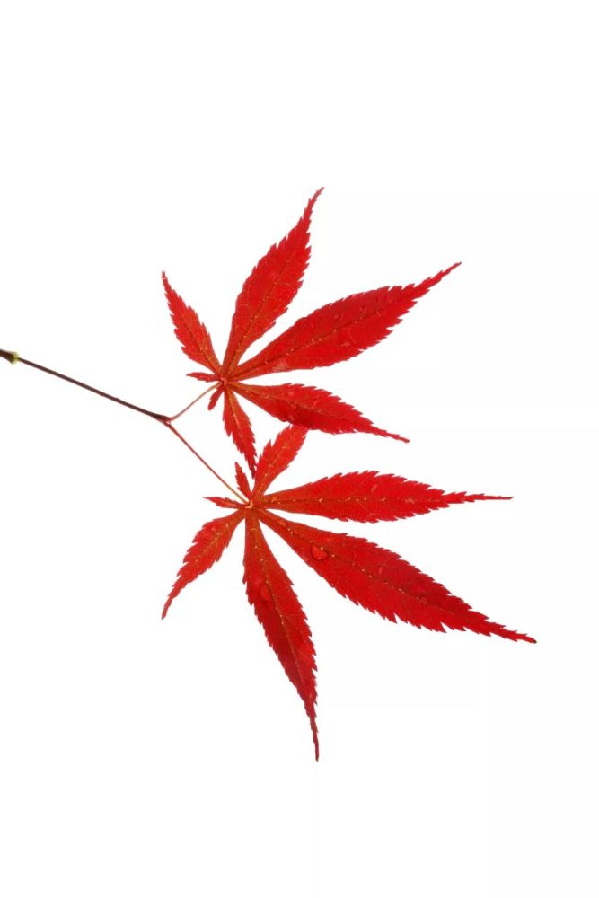 秋|听说，秋天是遗憾最多的季节