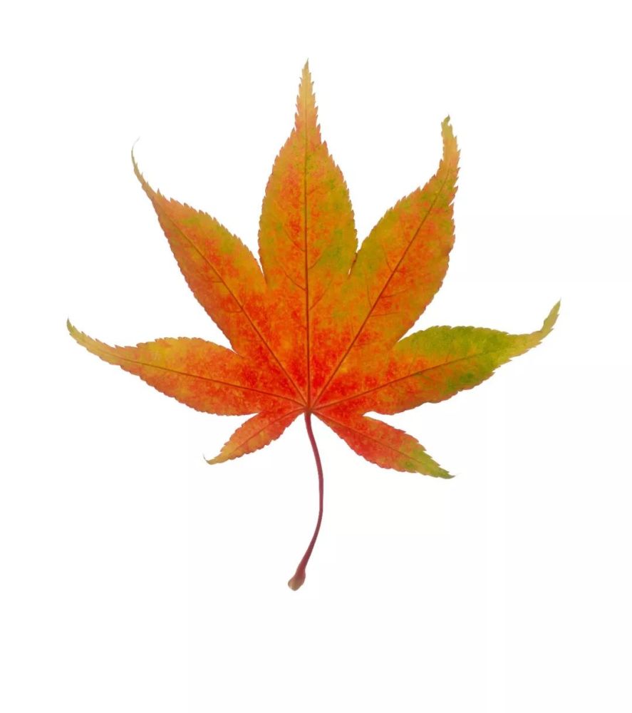 秋|听说，秋天是遗憾最多的季节