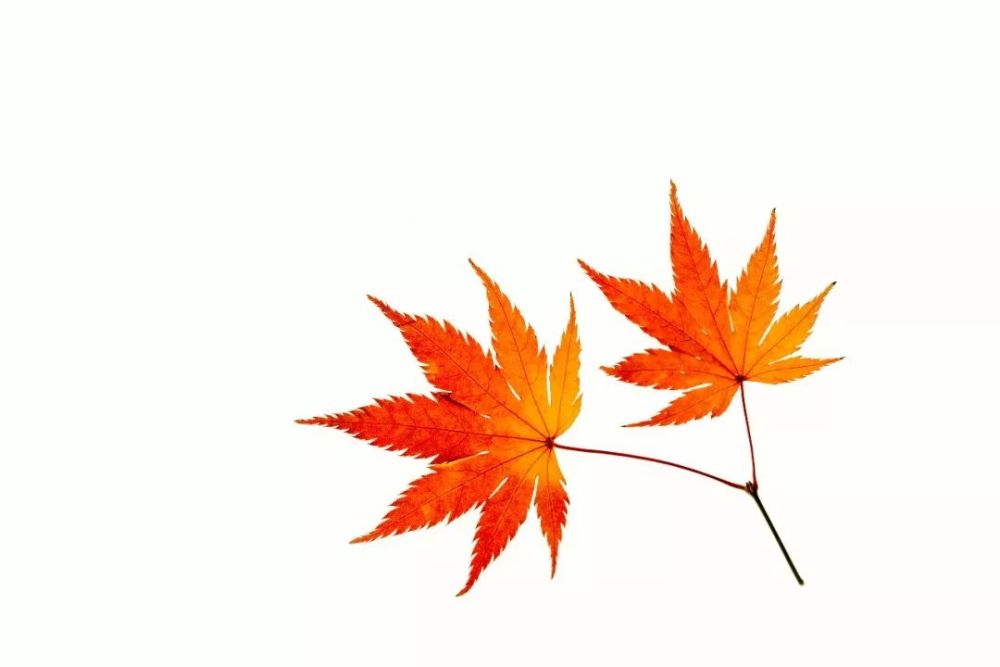 秋|听说，秋天是遗憾最多的季节