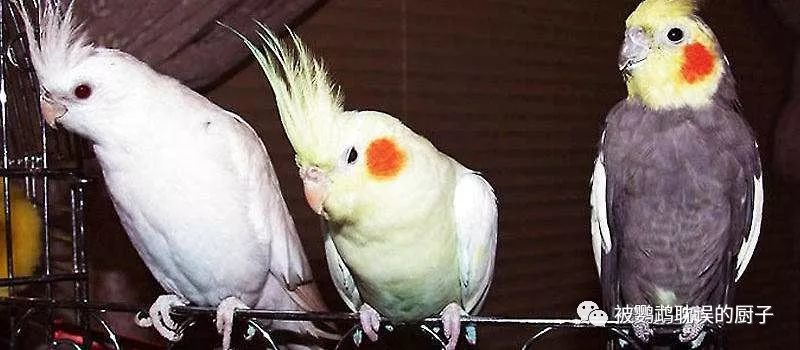 100元能买到什么鹦鹉 看看都有哪些品种 腾讯新闻