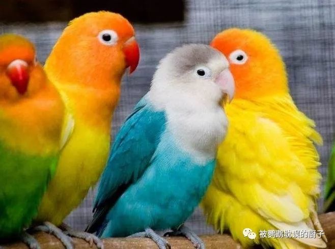 100元能买到什么鹦鹉 看看都有哪些品种 腾讯新闻