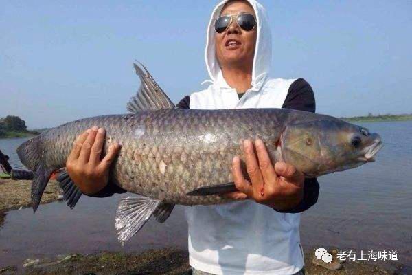 沈嘉禄 江南乌青的如烟往事 腾讯新闻