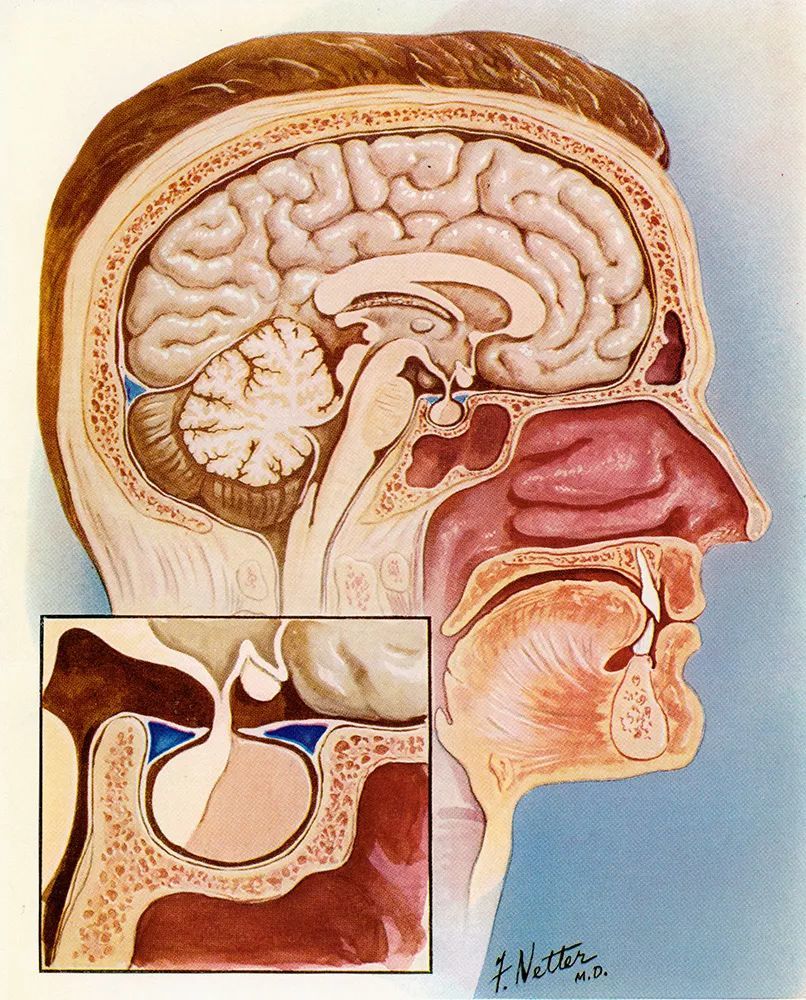 向下丘腦分泌激素來調節各個器官和腺體的激素分泌;p 為 pituitary 腦