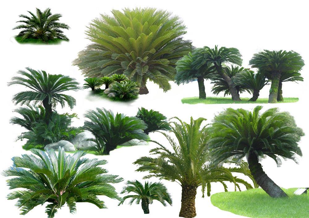 与恐龙共同存在过的植物,直到现在还少量的存在于地球!