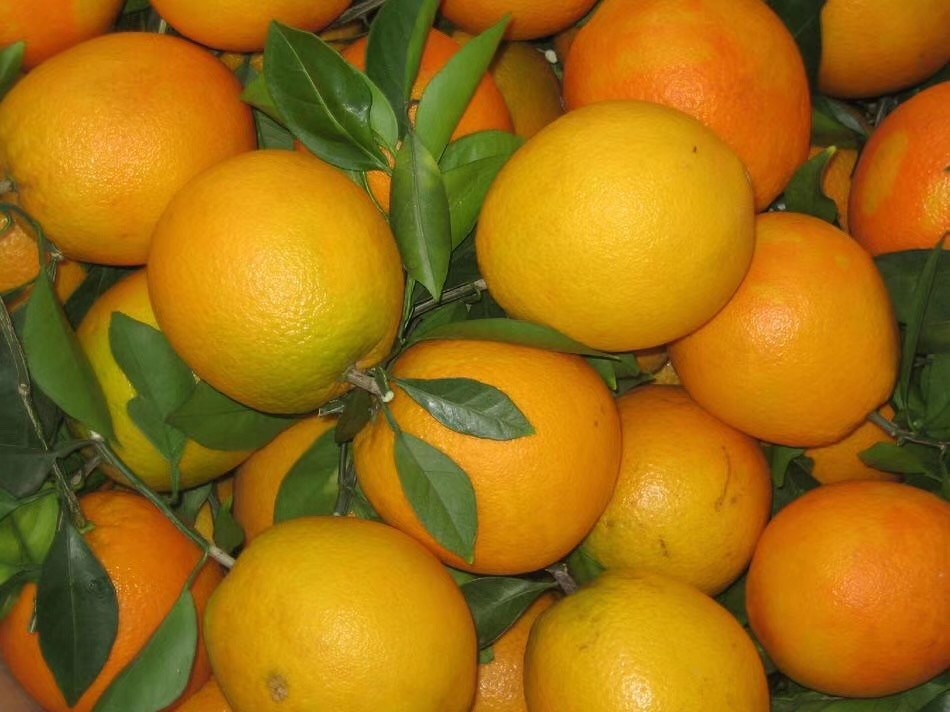 湖南脐橙果园全国发货,脐橙当地批发价格是多少?