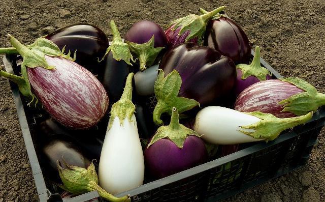 茄子杂交制种 是茄子的一项重要增产措施 技术简单成本低 腾讯新闻