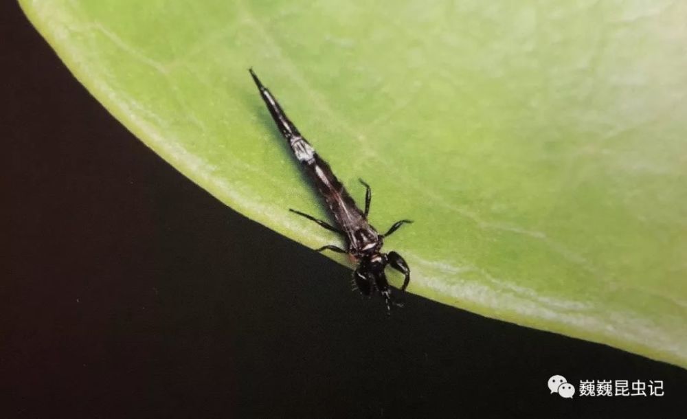 【虫研捷报】中国的肢管蓟马——1个新种和3个新纪录种