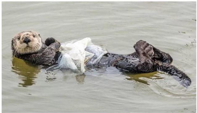 半数动物宝宝活不过第一年的原因:一半是生存,一半是人类