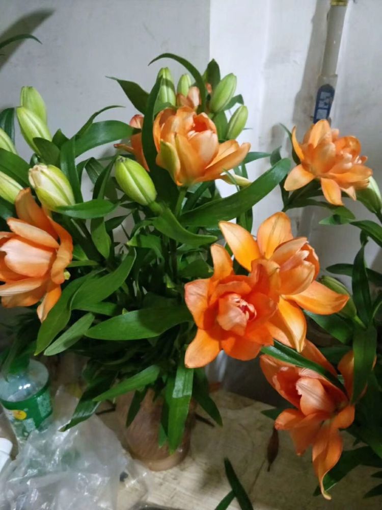 亚百合系列 养护以及品种图鉴 腾讯新闻