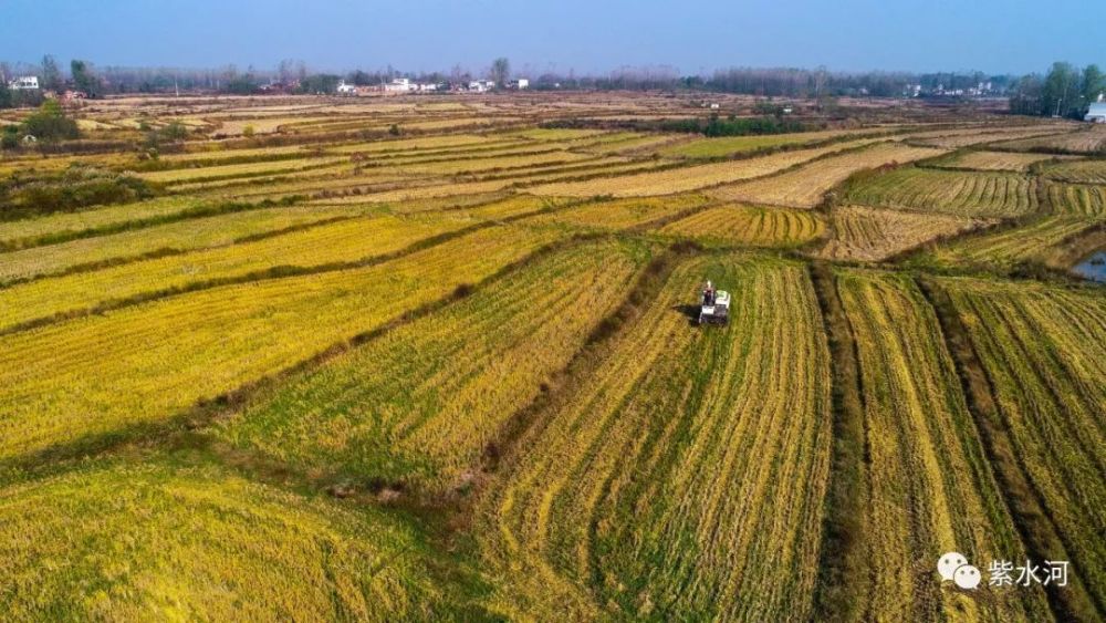 光山县罗陈乡青龙河正合作社第二茬再生水稻喜获丰收