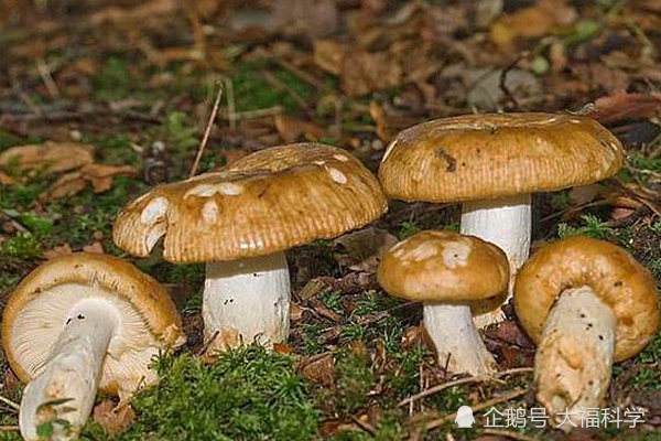 中国十大常见毒蘑菇,遇见致命白毒伞一定要绕道
