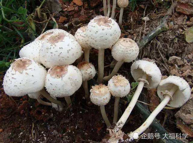 中国十大常见毒蘑菇,遇见致命白毒伞一定要绕道