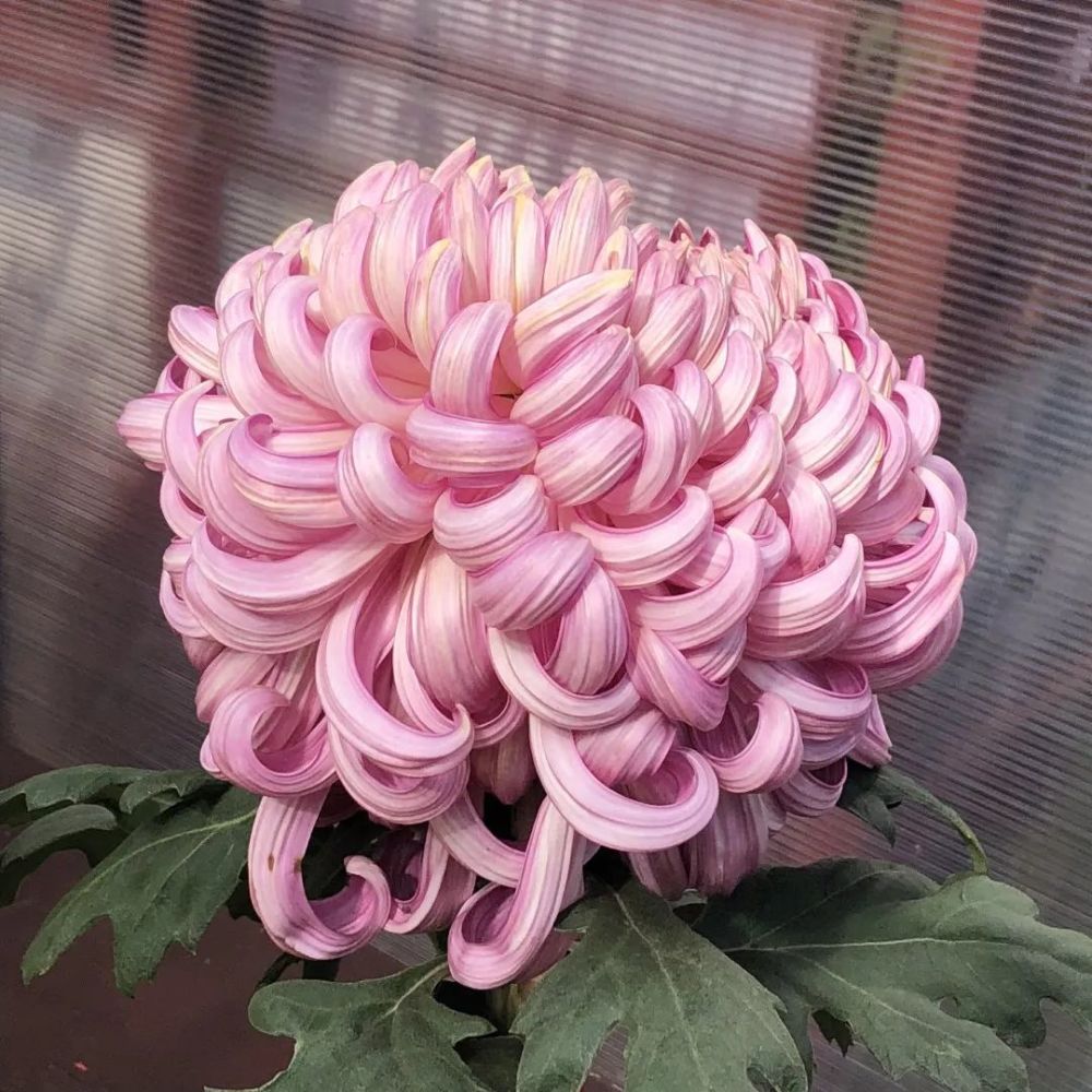 "菊王"瀑水流冰到底有多美?