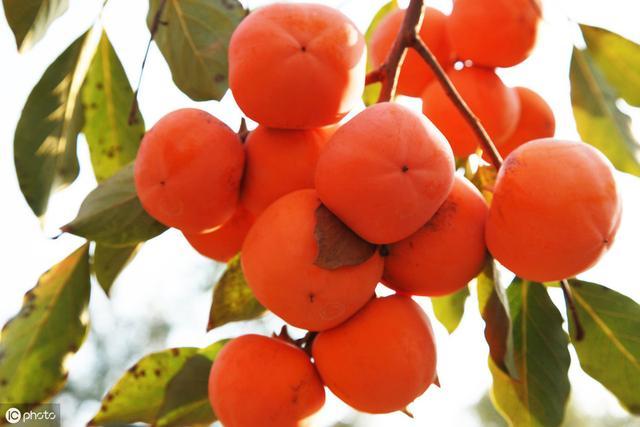 方柿 灯笼柿 大红柿的栽培及施肥管理 九十月柿子红似火 腾讯新闻