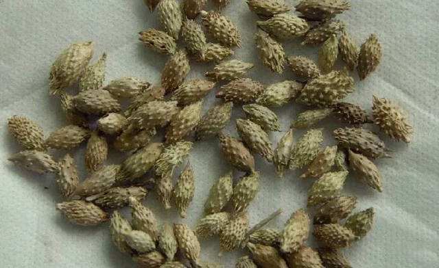 小时候随处可见的小刺球竟然是一味可治鼻塞的中药,看完勾起了童年