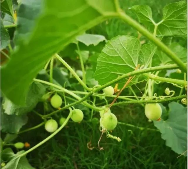 一斤100多元 这5种野菜真是稀罕物 附种植技术 赶紧种起来 腾讯新闻