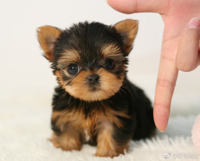 适合女孩子们养的小型犬有哪些 答案都在这了 腾讯新闻