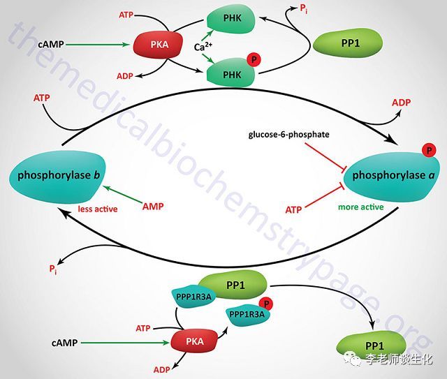 糖原磷酸化酶的調控,引自themedicalbiochemistrypage.