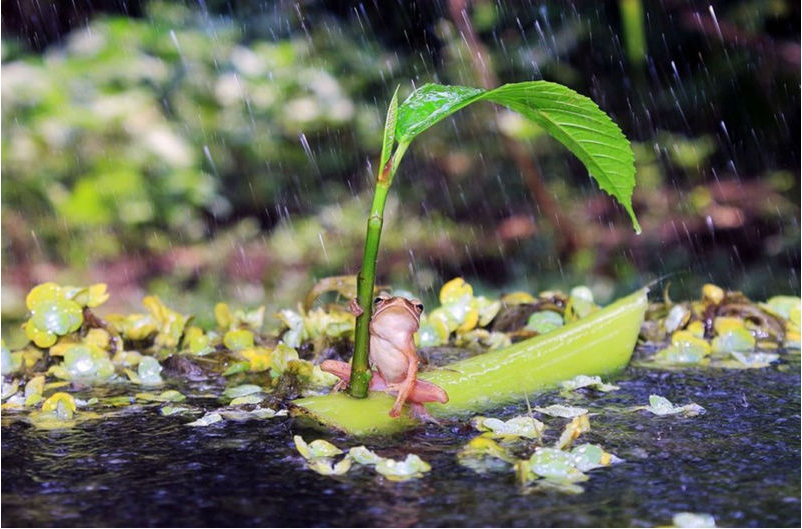 走到安丘地界,突遇大雨,丁前溪只得在屋簷下避雨.