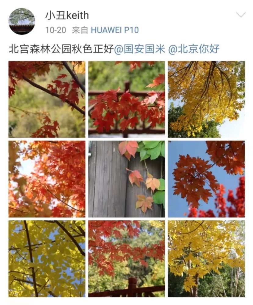 实景图 北京哪里的红叶最火红 哪里的彩叶最好看 腾讯新闻
