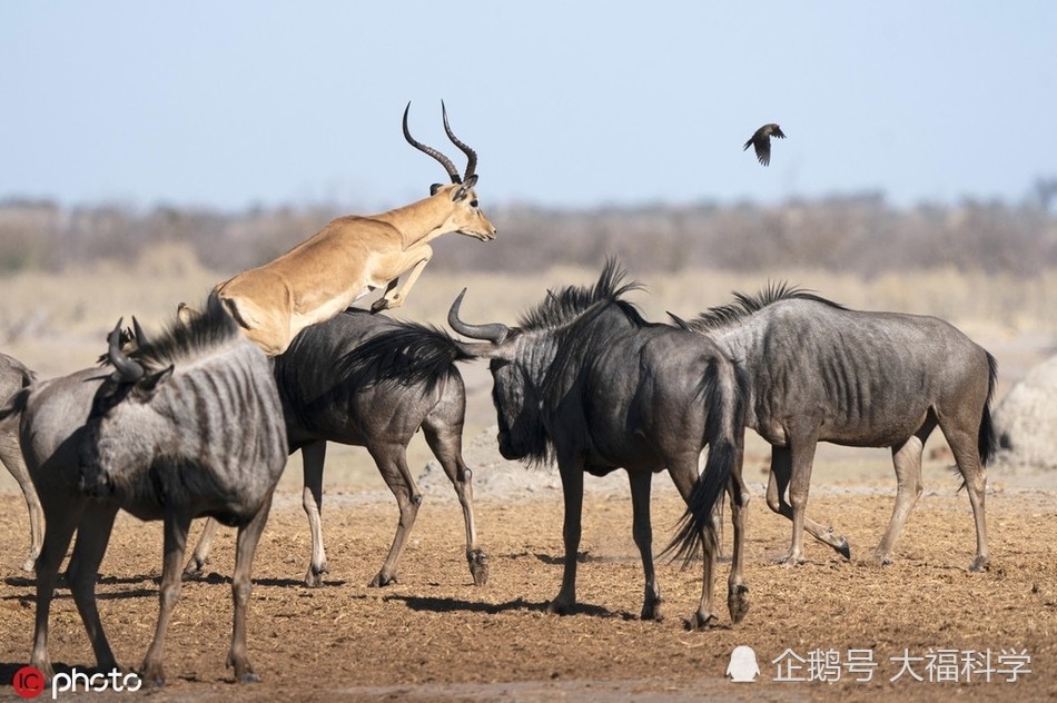 羚羊追逐小鸟展现惊人跳跃力腾空跃过角马身姿矫健