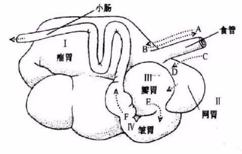 不反刍是羊前胃(瘤胃,网胃,瓣胃)兴奋性降低,收缩力减弱,瘤胃内容物不