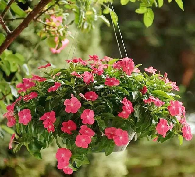 这几种花一年四季都能种 适合新手懒人 有水就能生存 腾讯新闻