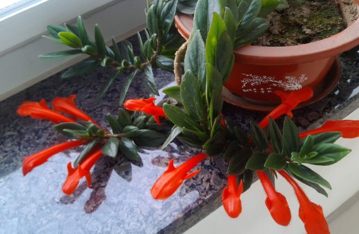 花开似金鱼 这样养护让你花开如 鱼塘 腾讯新闻