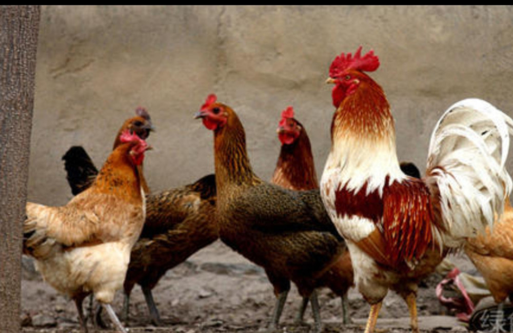 在农村承包几亩地养鸡怎么样?利润又如何?