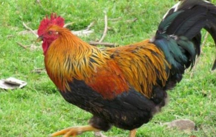 在农村承包几亩地养鸡怎么样?利润又如何?