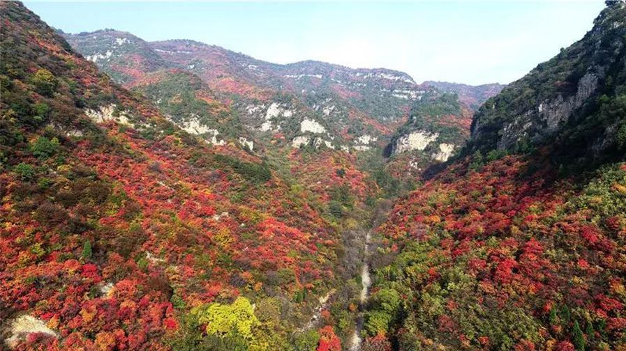 其主要的紅葉種類是黃櫨 還有野楓,柿樹,火炬樹等樹種 主要分