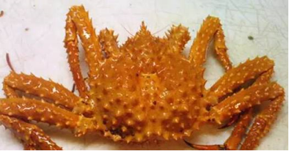 你知道常吃的帝王蟹有哪些种类吗 腾讯新闻