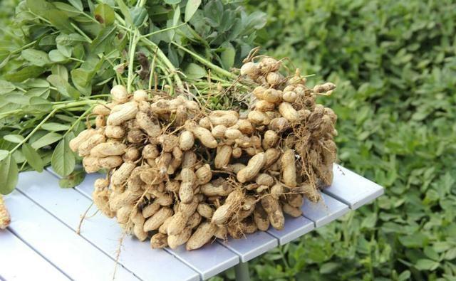 鲁花14号每亩产多少斤呢