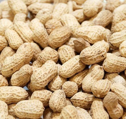 鲁花|花生|春播