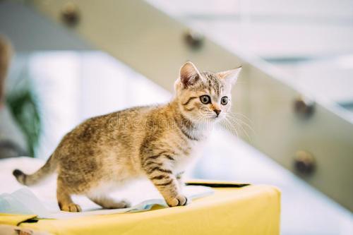 孤傲的猫对主人有感情吗 猫忠诚度远不如狗 为何很多人还养猫 腾讯新闻