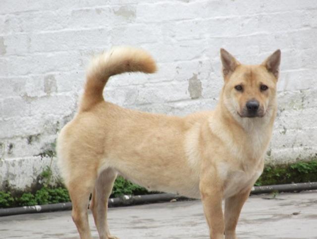 日军狼狗凶猛,抗日军民用"板凳狗"反杀,直击喉咙要害